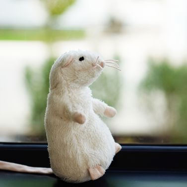 Snow Mouse