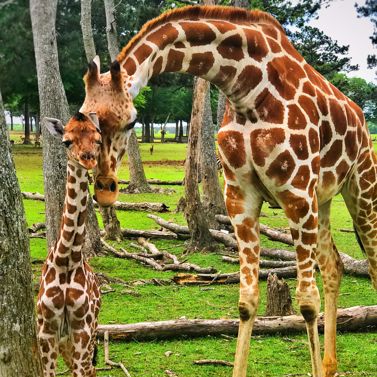 Zoo