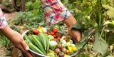colourful vegetables being picked and placed into a bowl