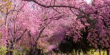 Pink blossom tree with a path running through the middle